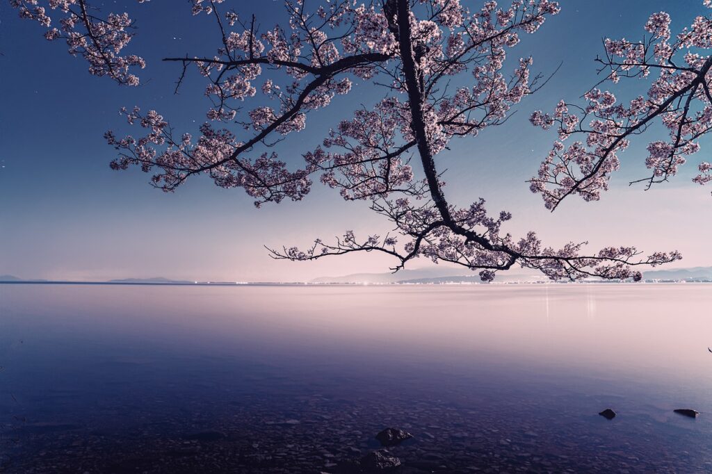 lake, cherry blossoms, sunset-7938396.jpg