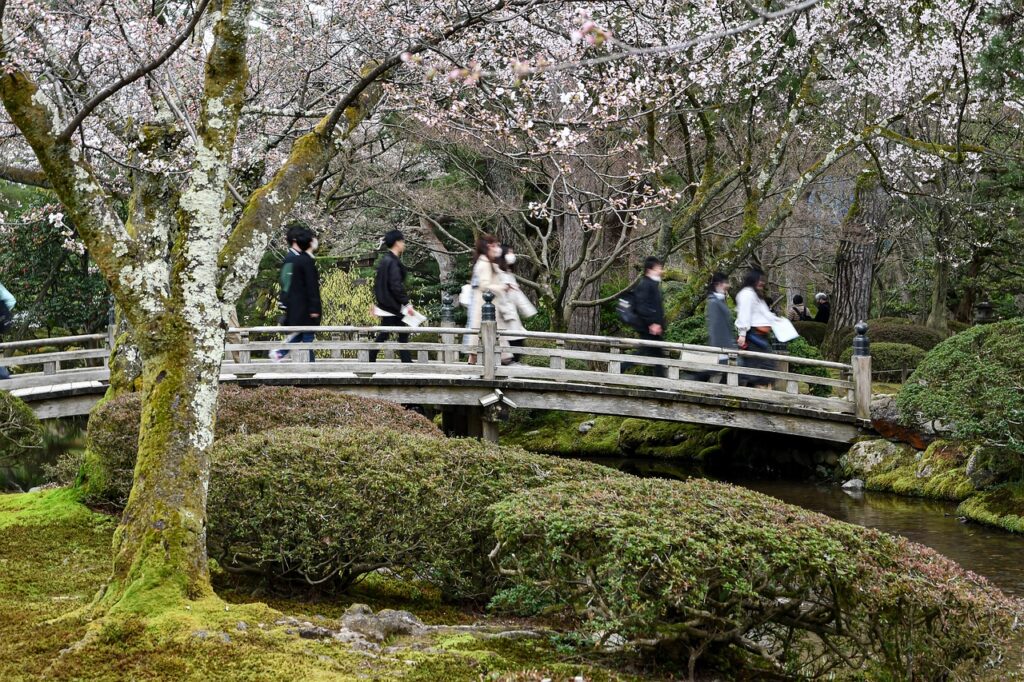 bridge, cherry blossoms, garden-7877949.jpg